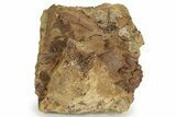 Ossified Dinosaur Tendon In Sandstone - Wyoming #227490-2